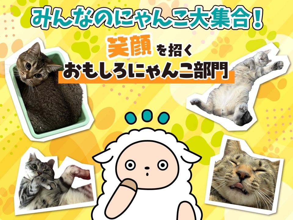 セブンの豆知識／ asupressoでは #猫の日 にちなみ、にゃんこ写真を