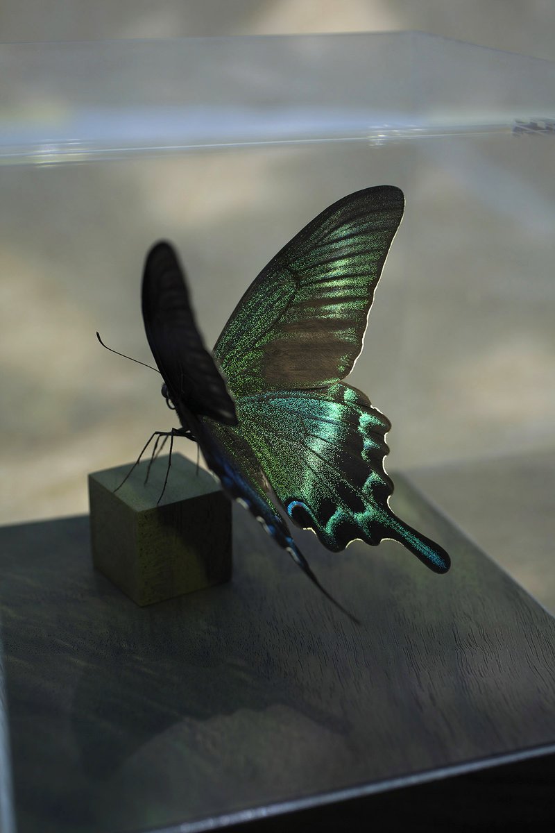 販売終了🦋山﨑 理 (@yamazaki_design) / Posts / X