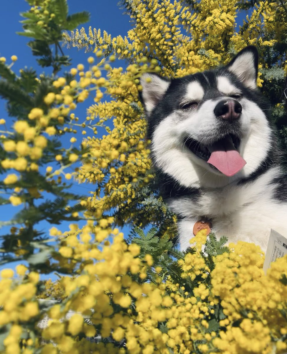 おとび💥シベリアンハスキー🐺(ｶｲﾇｼ:ﾅﾙｺ) (@husky_Oto) / Posts / X