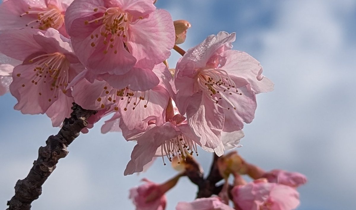 桜でも見ましょう🌸