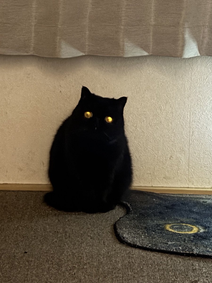 しぃちゃん (@shi_chan347) / Posts / X