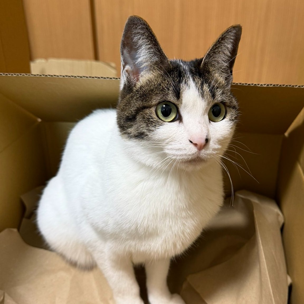 うさねこ (@rabbicat_neko) / Posts / X