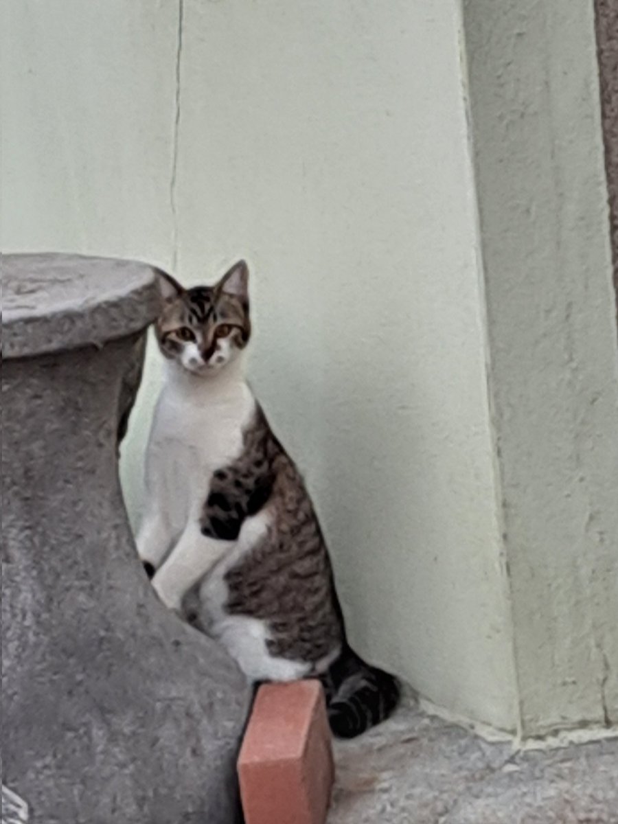 昨日お見かけした猫さん🐱