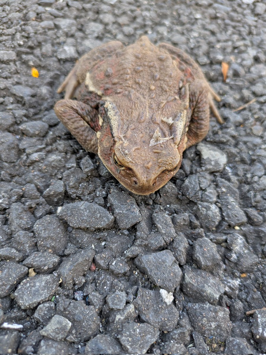 帰りに)新宿区葛谷御霊神社の力石を、 拝んできました。 その道中 💩と