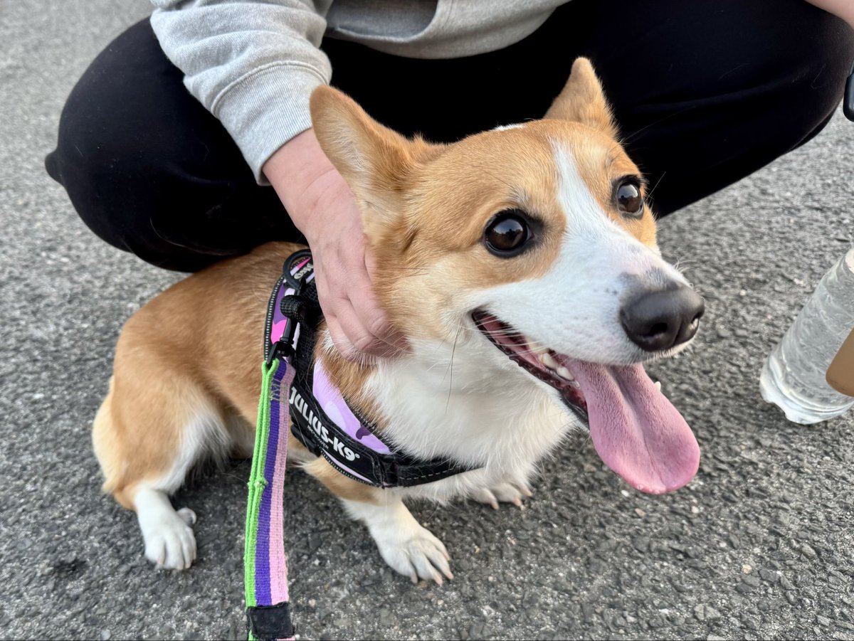 おはコーギー_φ(・_・🐶