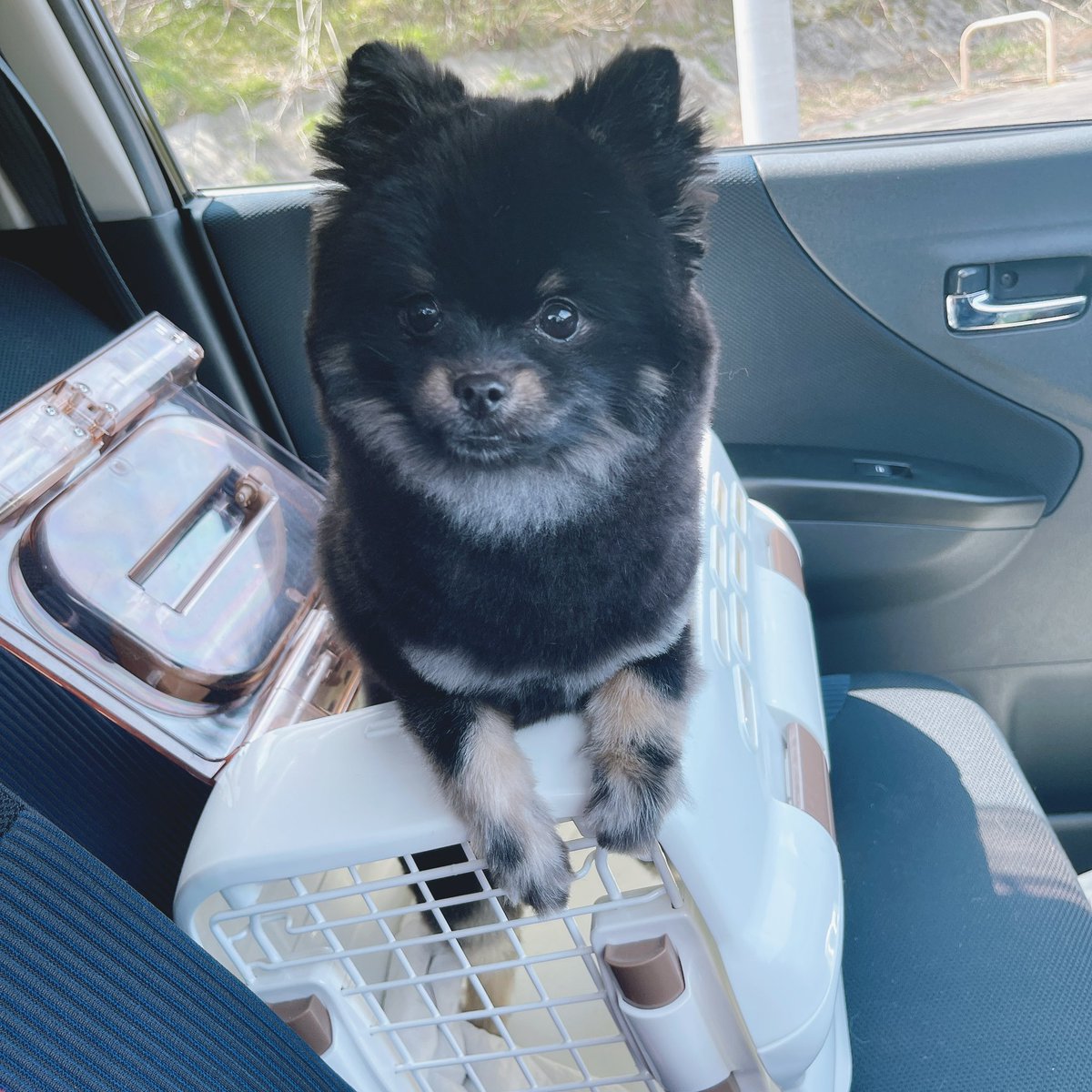 おはお 🐣 朝配信ありがとうございました〜❕ うちのたぬきいっぬ