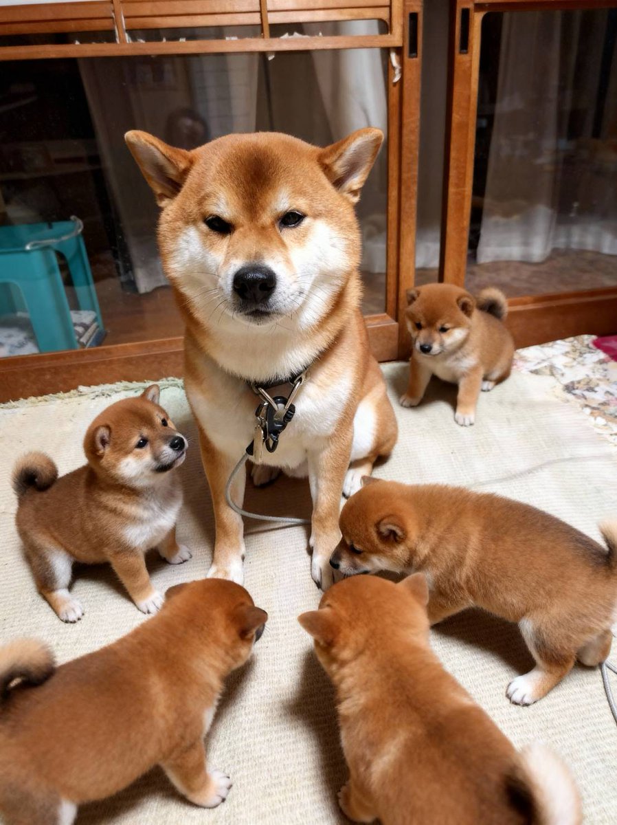 やまだ@柴犬のフレンズ (@queen2yukkie) / Posts / X