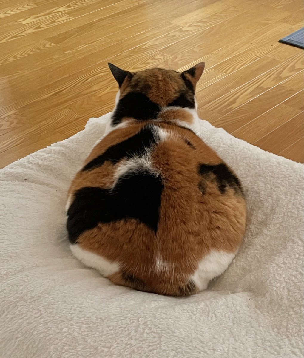 おもちさん( ்▿்)