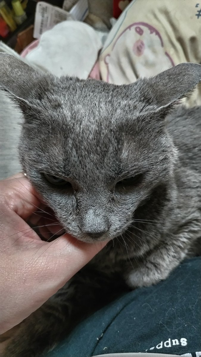 こんばんは いまねこ (妖怪しがみつき) #猫のいる暮らし𓃠 #CatsOnX