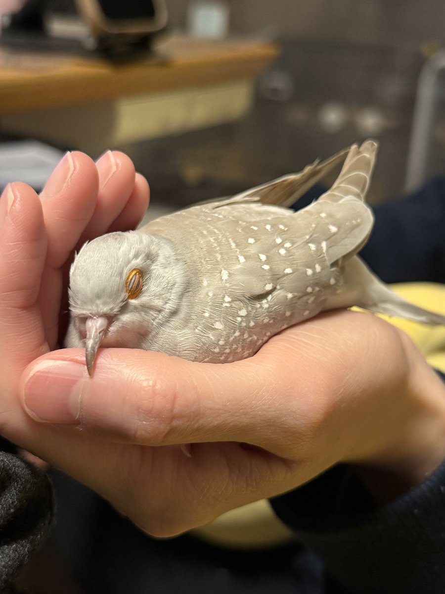 ハトも夢みるんかねー？ 気持ちよさそうに寝とりますわ😁 #ウスユキバト