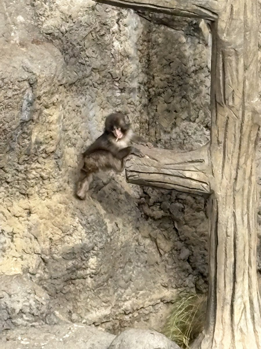 休日、話題の子猿さんに会いに来ました。 やはり、人気ですね。猿山の