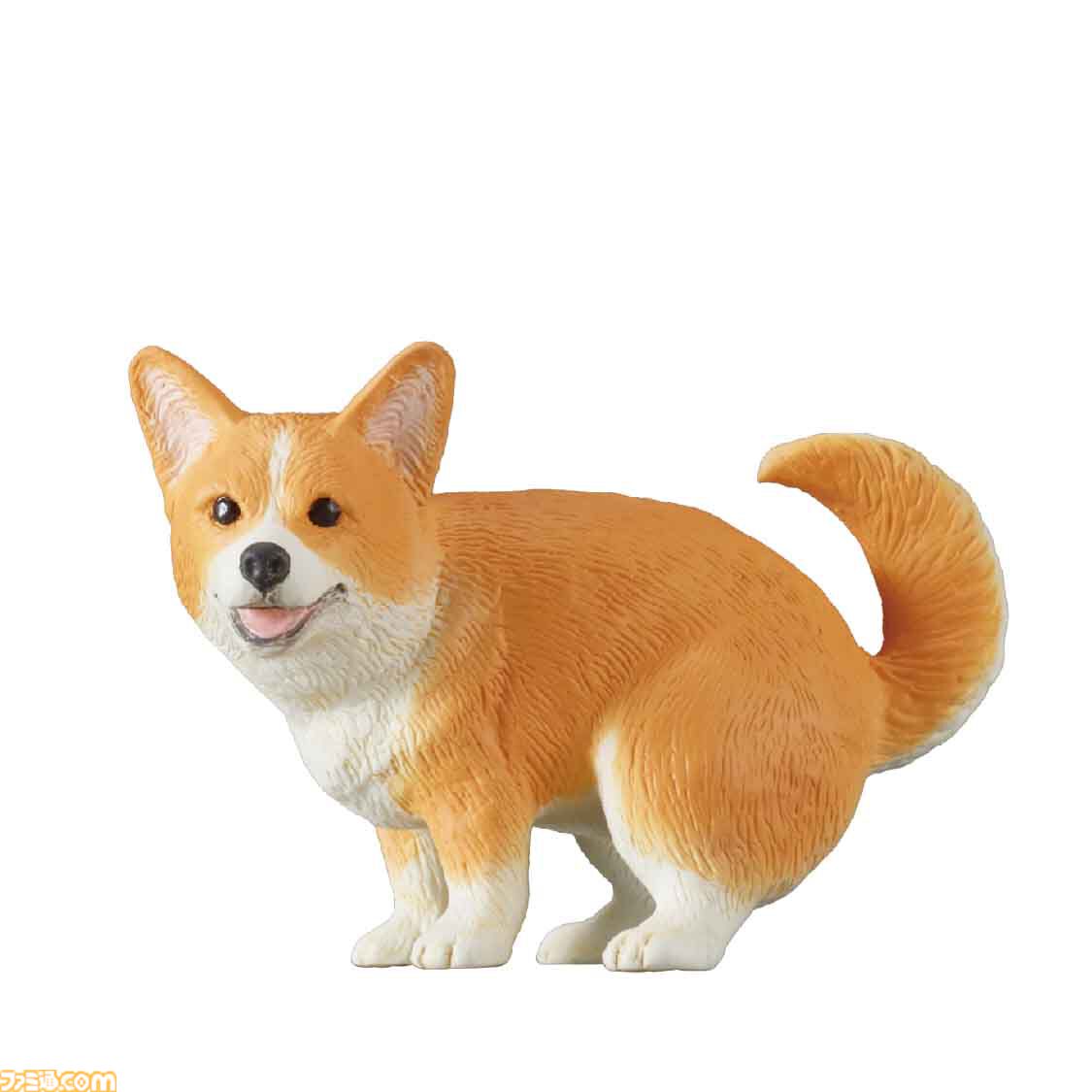 コーギーにおしっぽあるのが最高に良い🫶