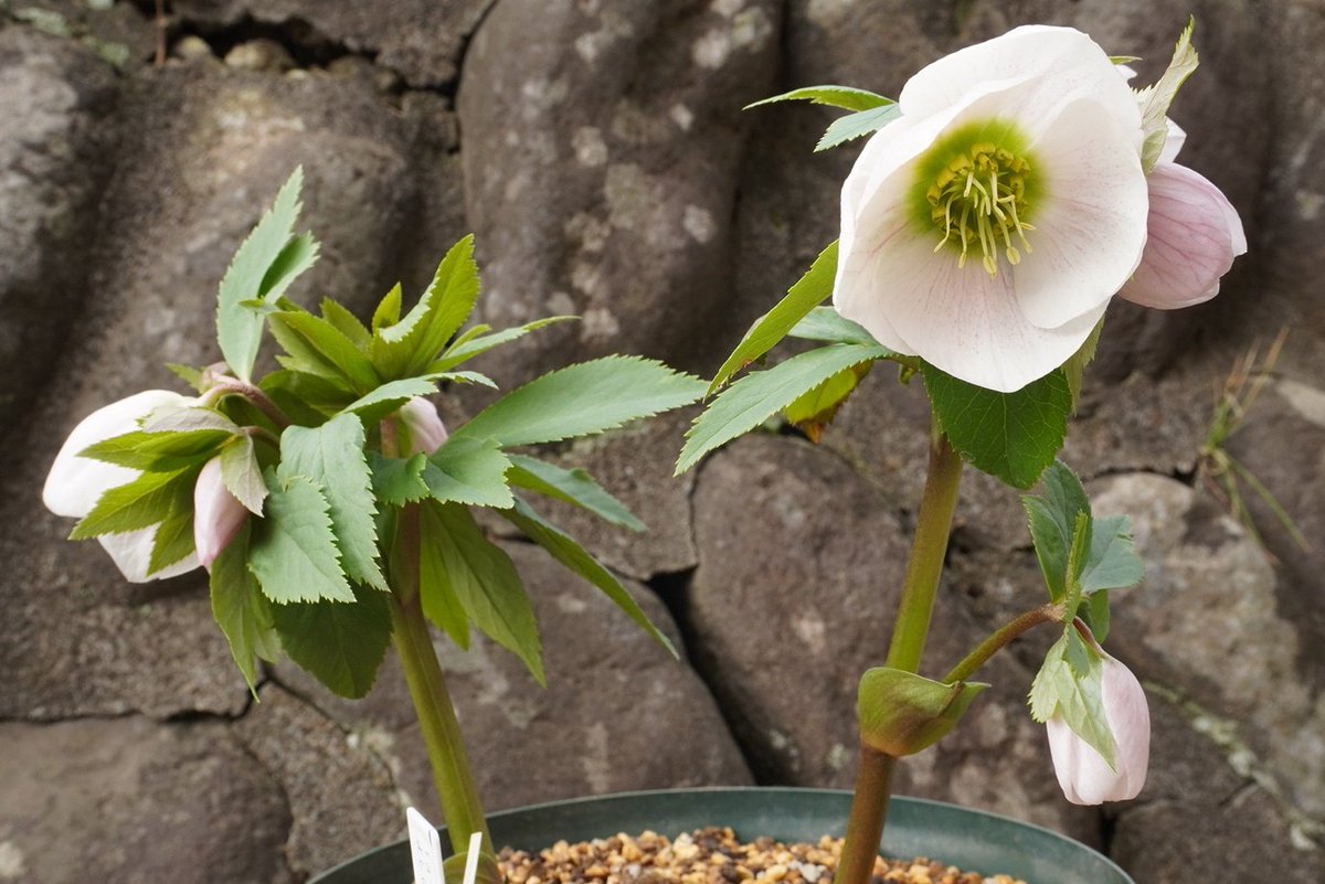 開花 クリスマスローズ・ヨシノ