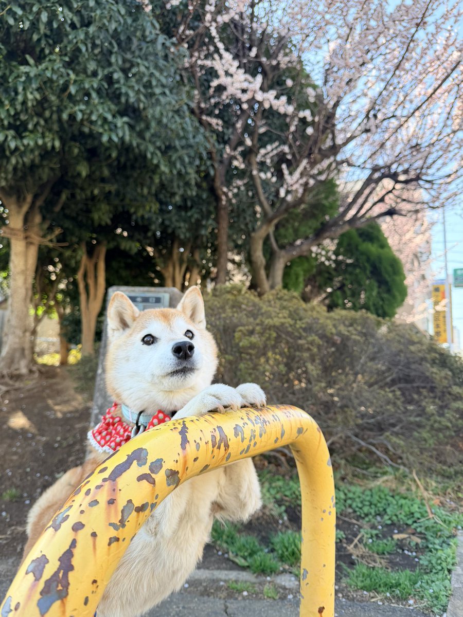 柴犬ハナ (@87shiba87) / Posts / X