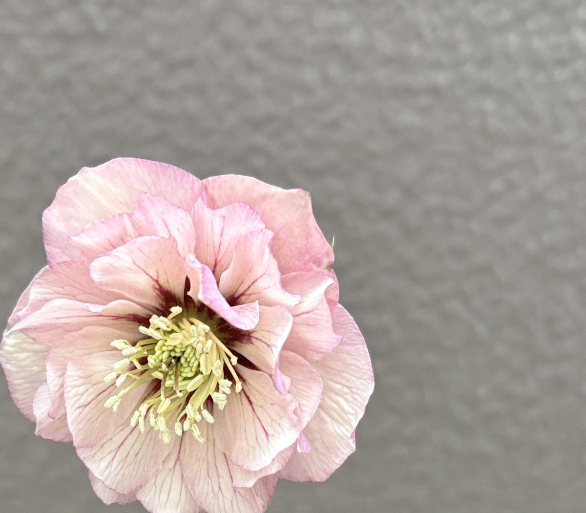 新入りクリスマスローズ この冬はもう買わないつもりだったけど、昨日