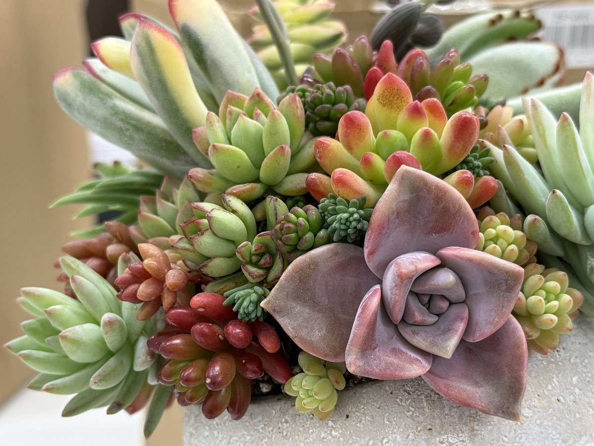 終始「これでいいんですか…？！」となりつつも、寄せ植えできた！ 鉢が