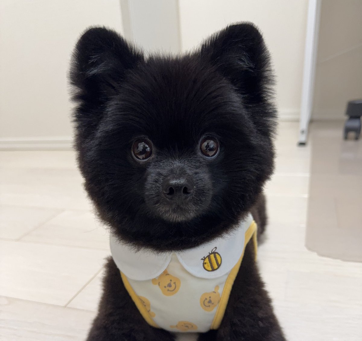 ホメフェス行ってきます✨