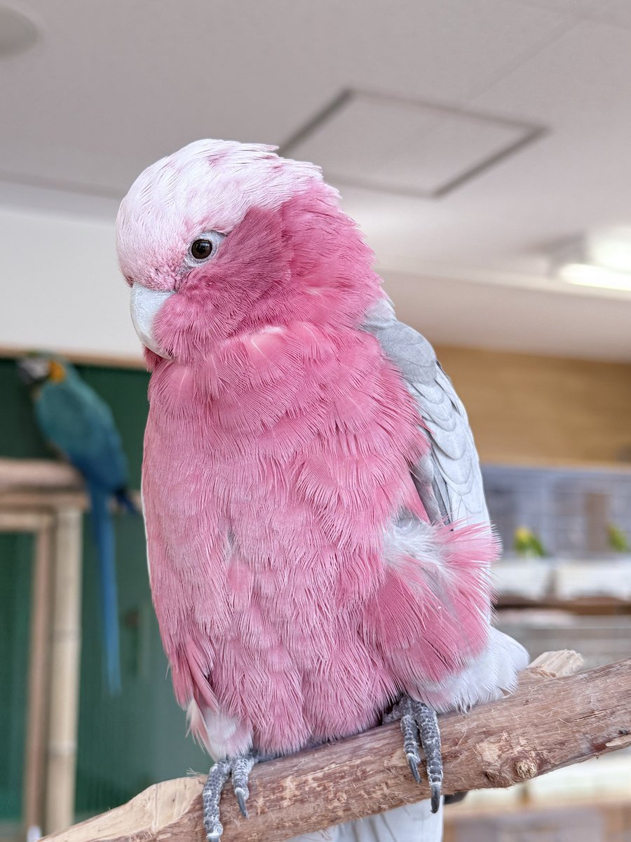 Post by makina on X: 鳥活𓅫⸒⸒