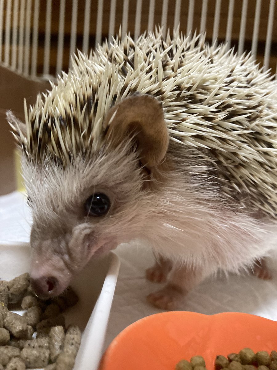 今日はうにさんの命日 かわいい可愛い私の天使🦔🪽