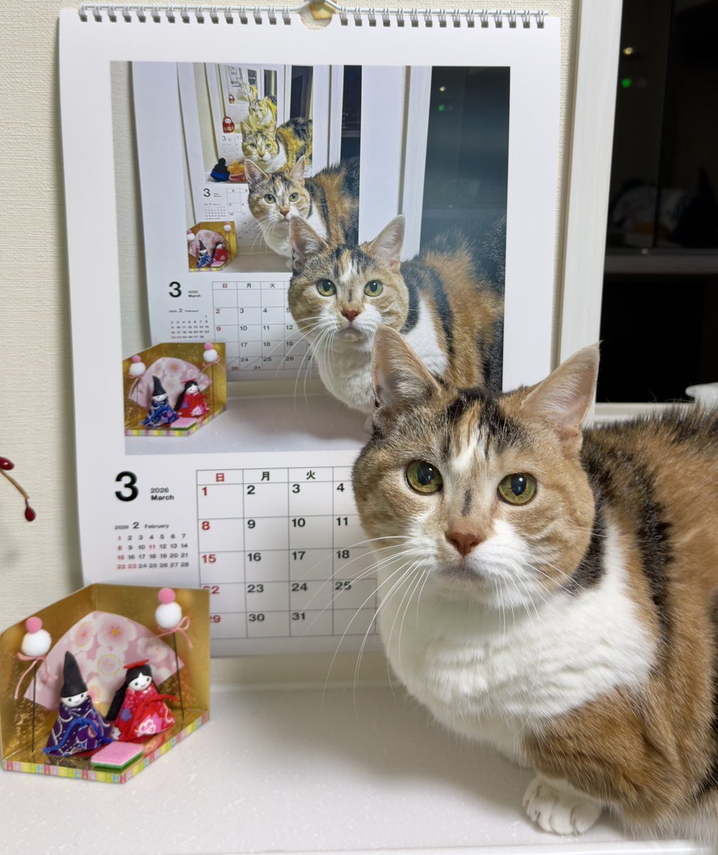 三毛猫｜エンジニア@沖縄🐾 (@MikeNekoIT0521) / Posts / X