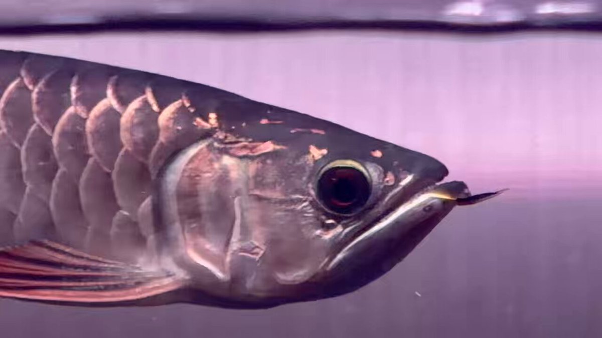 AROMANIA アロワナ専門店 (@AROMANIA37) / Posts / X