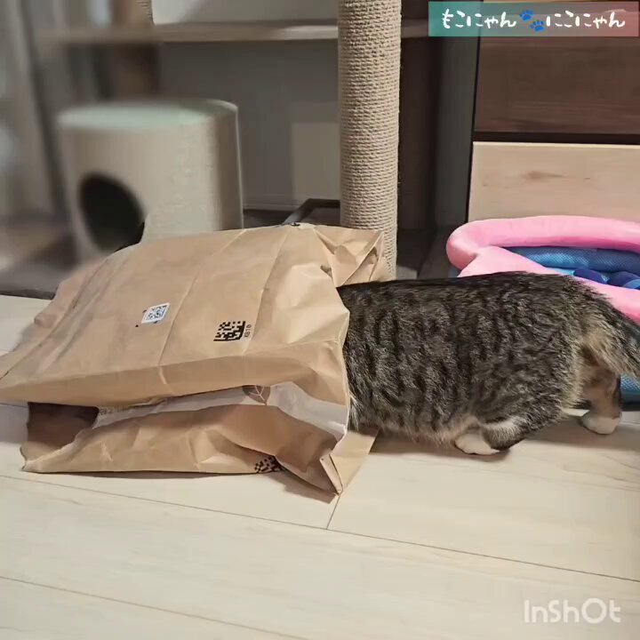 もこにゃん🐾にこにゃん (@neconyanmoco1O8) / Posts / X