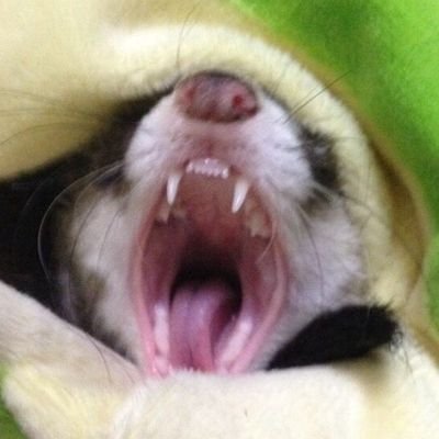 猫まんま (@NEKOmanma111111) / Posts / X