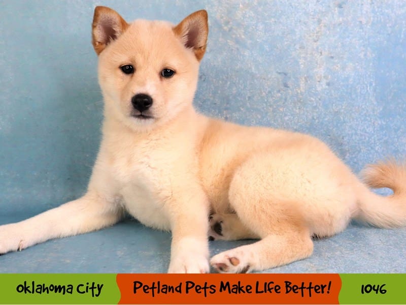 Shiba Inu Puppy Cream ID:1046 Located at Petland Oklahoma City & Tulsa