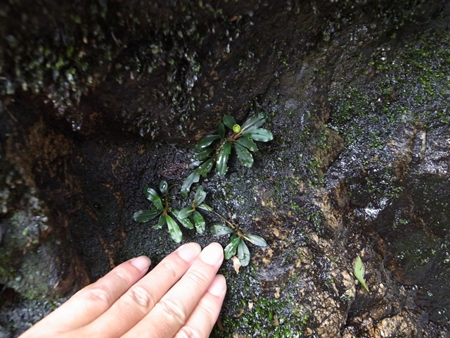 □Buce sp from Air terjun Gunung Puis【AZ0811-8】 : ホシクサと