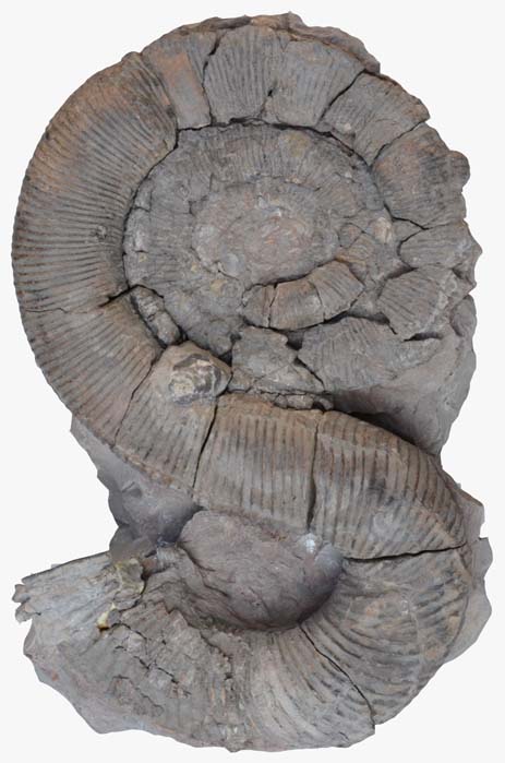 淡路の化石(2)…プラビト物語凸 : ふぉっしるもしてみむとてするなり