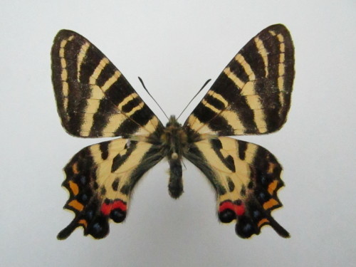 Cカットでも北陸産 ギフチョウ♂ 富山県産 Cカット : 私の天狗蝶