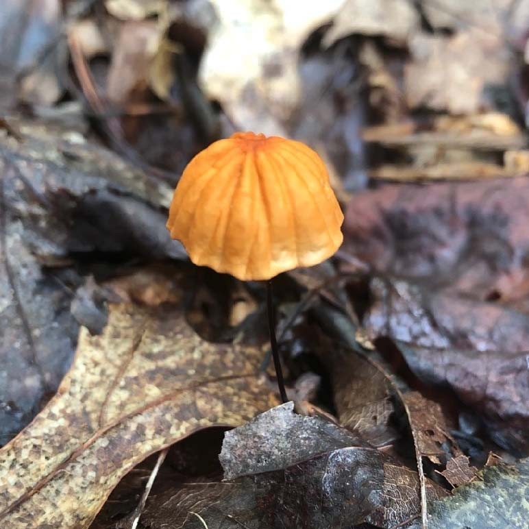 ハリガネオチバタケ（針金落葉茸） (Marasmius siccus) - Picture Mushroom