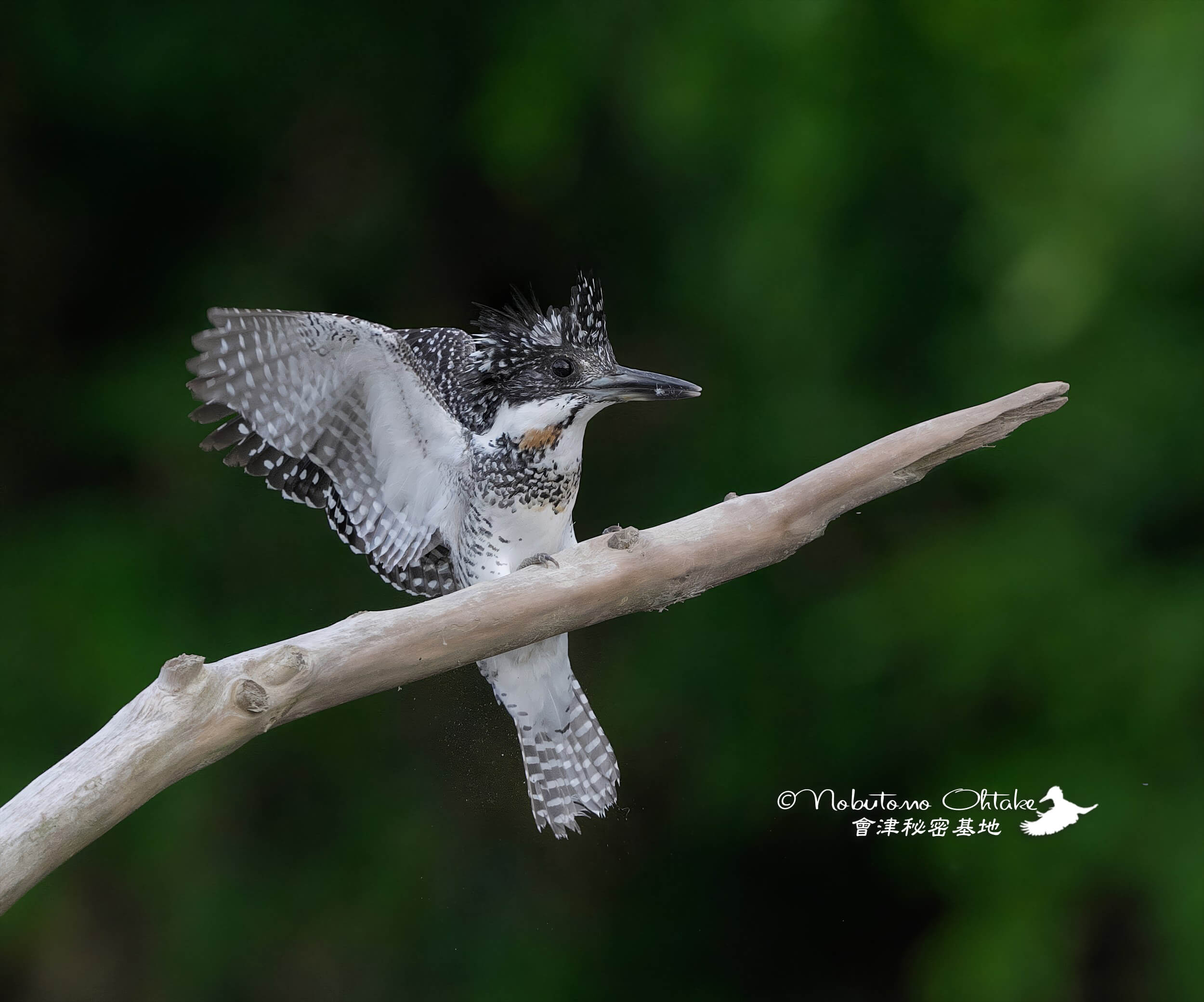 今日もヤマセミ基地へ 2.5ペア程入り乱れてバトル開始？？ » 野鳥撮影