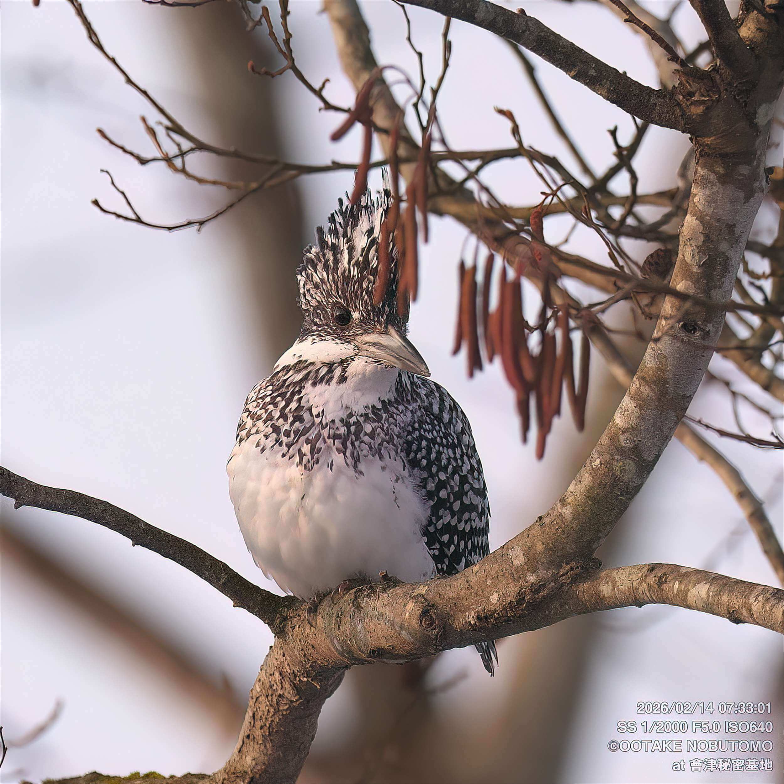 昨日のヤマセミ 朝から何度も飛来 飛び込みも目の前でした 沢山撮影