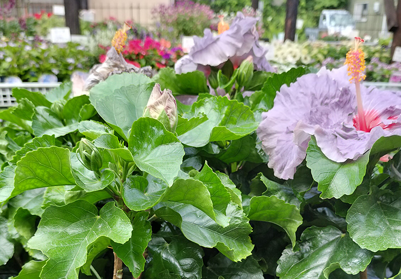 ハイビスカス | 静岡県 焼津市 園芸店 みどりのお店 ポメゾン (Pomaison)