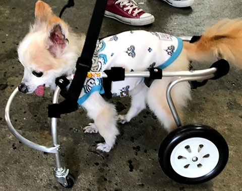 商品紹介 | 神奈川県厚木市でペットの車椅子制作はポチの車椅子をご