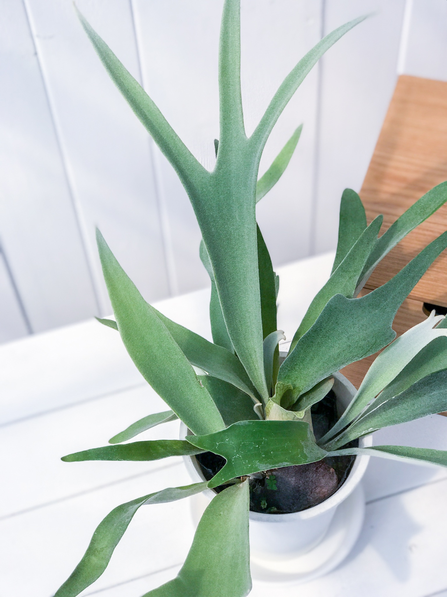 PLANCHU 観葉植物 ビカクシダ ヴィーチー Platycerium veitchii