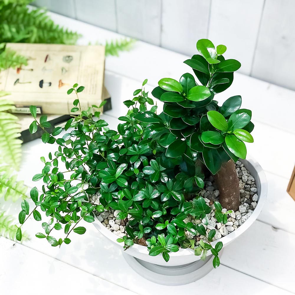 PLANCHU200294 観葉植物 ガジュマル2種の寄せ植え 人参ガジュマル