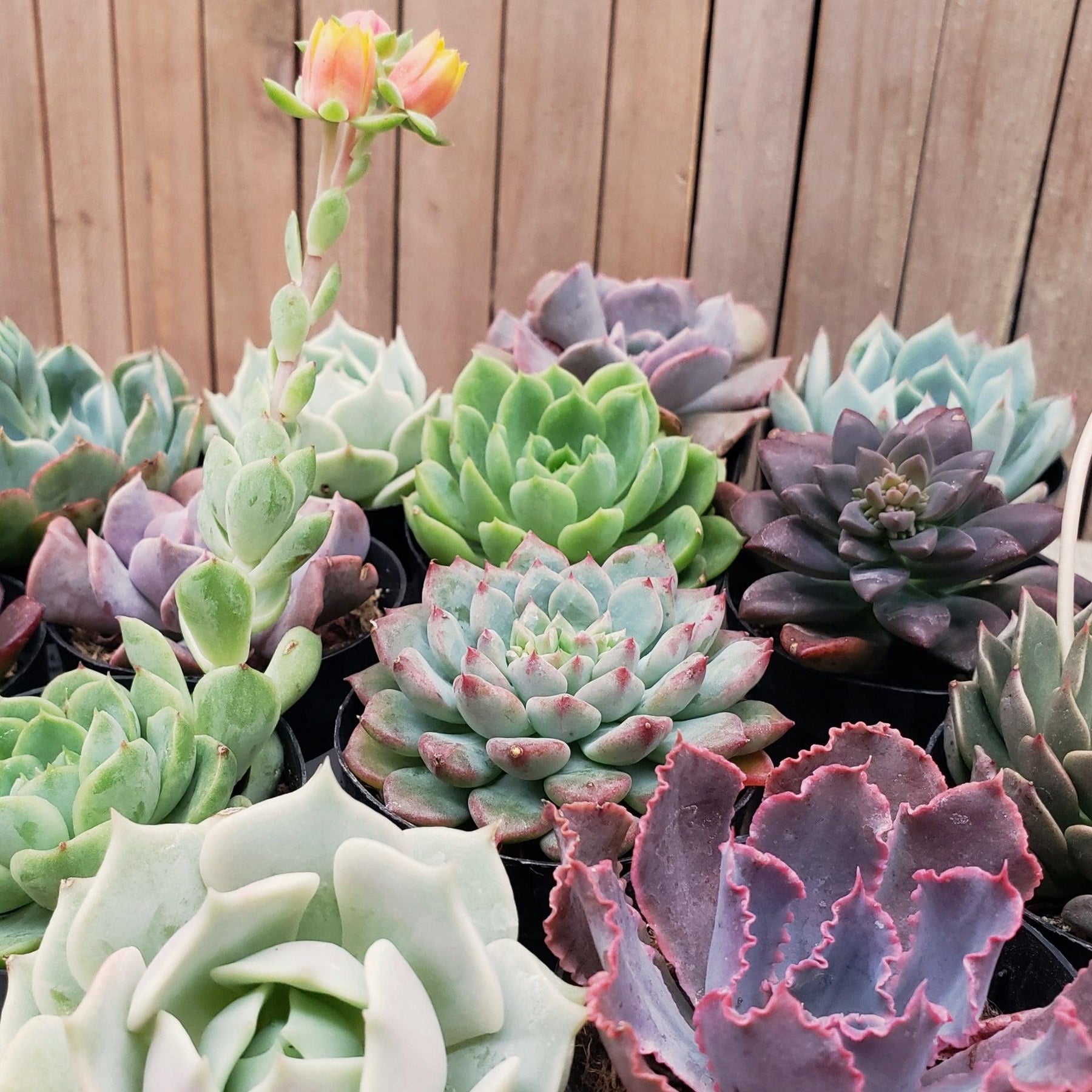 Echeveria、5点セットです(^-^) arrangements_1800x1800.jpg?v=