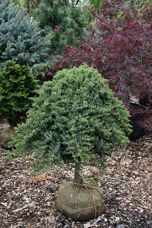 Dwarf Japanese Garden Juniper (tree form) (Juniperus procumbens