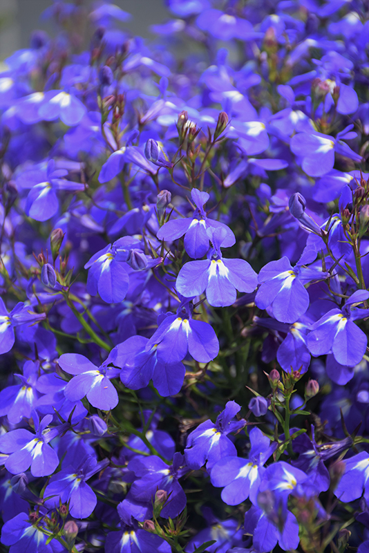 Techno Upright Dark Blue Lobelia (Lobelia erinus 'Techno Upright