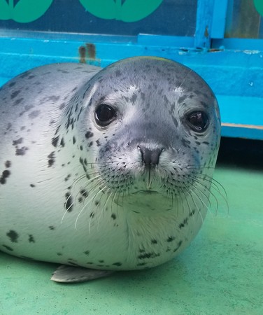 元気な伊勢boy】令和2（2020）年5月3日生まれのゴマフアザラシの