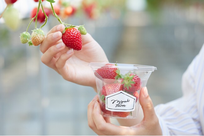MIGAKI FARM＞いちご狩り1月2日スタート！人気のプレミアムプランが再
