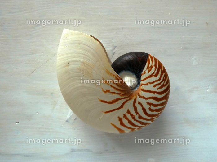 地球の歴史！生きている化石といわれるオウムガイの貝殻の写真