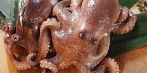 三原やっさタコ｜広島県｜全国のプライドフィッシュ｜プライドフィッシュ