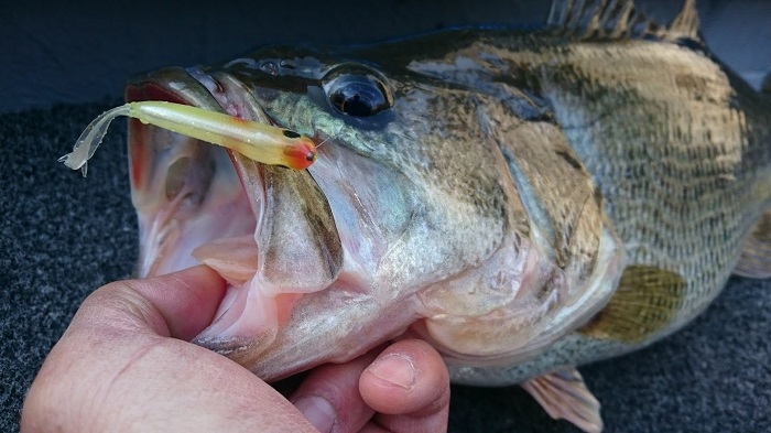 ルアマガprime | 大津清彰 バス釣り真相解明 2022/3/9 春の相模湖真相