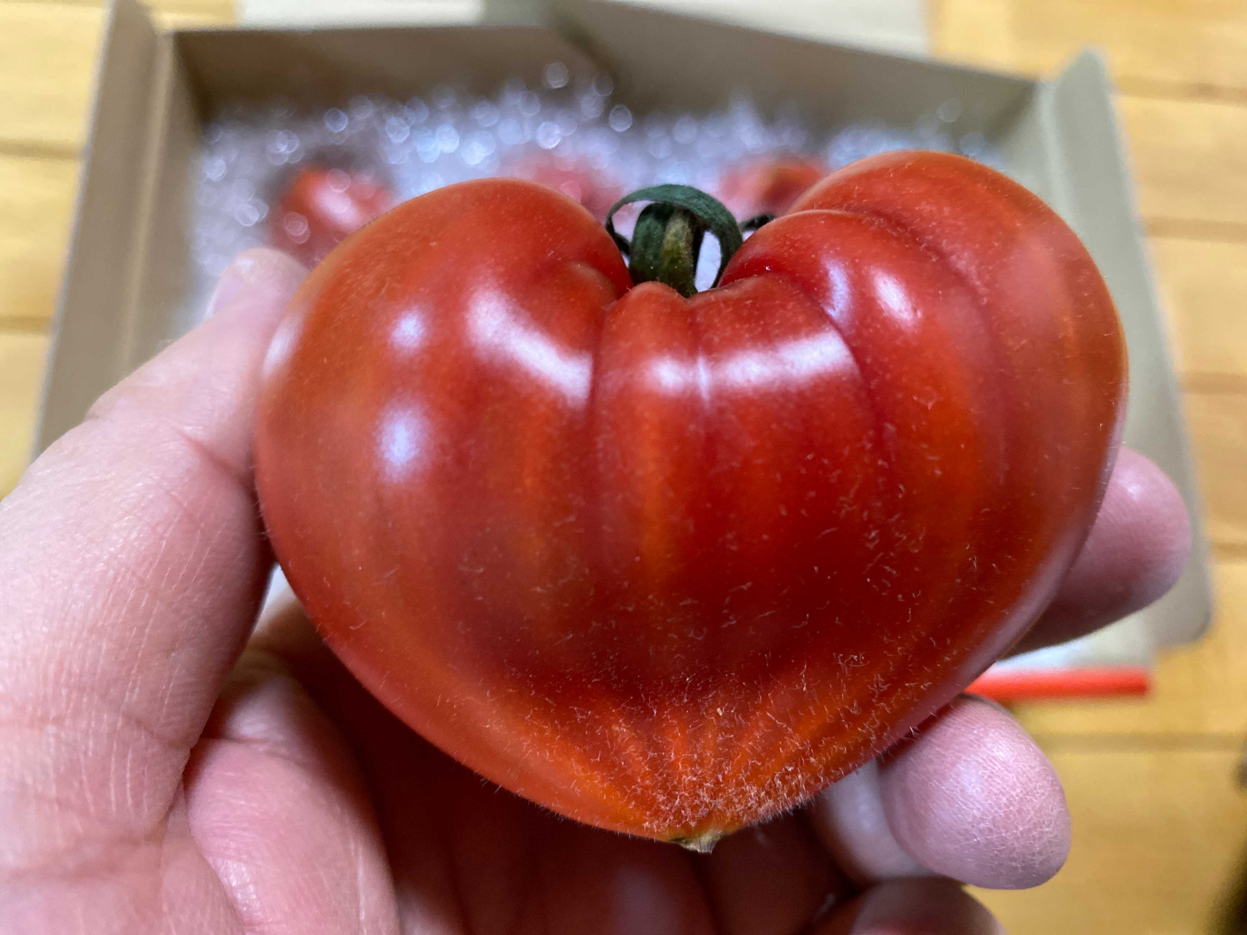 ルビーのしずく！フルーツトマト「大島トマト」は傑作です 長崎県西海