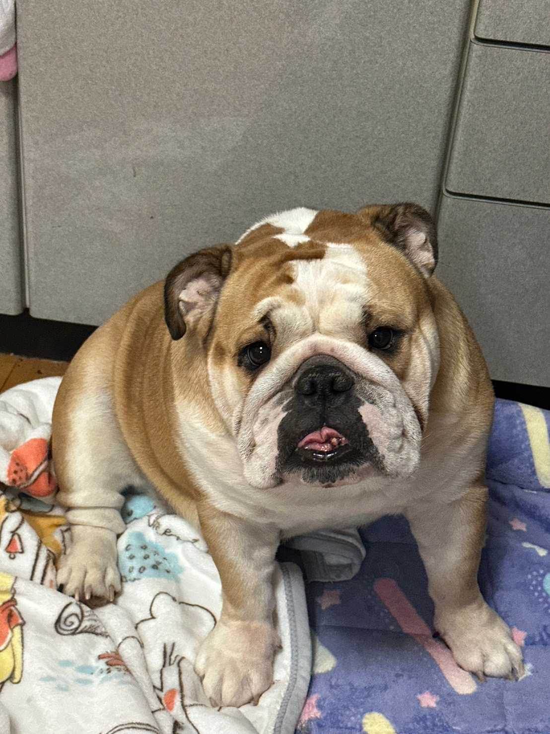 子供達の成長～ママは幸せ🍀 - ブルドッグ、ブル138のブログ