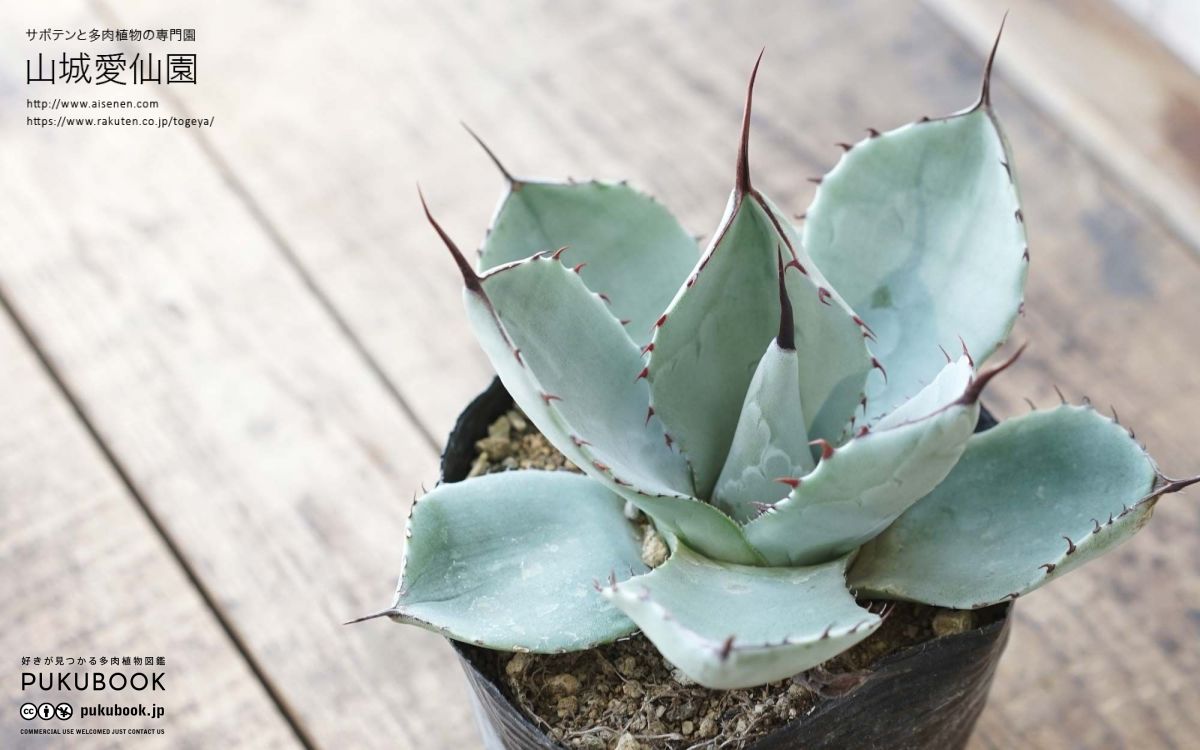 アガベ・パリー・トランカータ実生記録①(Agave parryi var. truncata