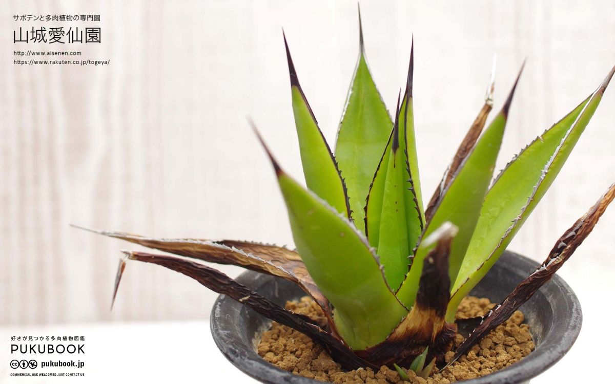 アガベ アリゾニカ Agave arizonica｜多肉植物図鑑 PUKUBOOK(プクブック)